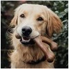 Benebone – Wishbone šoninė 24 cm – (854111004620)