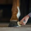 Borstiq Farm BORSTIQ - Kanopų šepetys su kirtikliu
