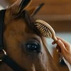 Borstiq Farm BORSTIQ - Mane/uodegos šepetys - medinis - apvalus