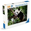Ravensburger Dėlionė 500 vnt. - Panda
