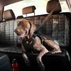 EZYDOG – pavaros diržai L – (605.0764)