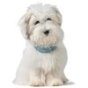 Hunter - H.HB Soho X Love - 32/XS - Mėlyna