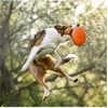 Non-stop - frisbee 21 cm - oranžinis