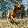 Non-Stop - Throwing Toy - Oranžinis/juodas - one size