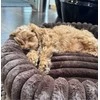 Nordic paws - Ripple Comfort šuns guolis - Espresso - L