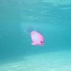 Swims Plaukimai – Rainbow Reef Fish – Rainbow Fish (6072523)