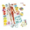 Tactic Games Let´s learn Our Amazing Body (60549)