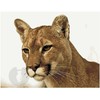 Omaart Puma