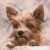 Hobilt Fluffy Friend 40х40 Deimantinio Paveikslo komplektas Cs2307