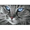 Hobilt Mėlyna-Eyed Cat 30х20 Deimantinio Paveikslo komplektas Cs2517