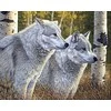 Hobilt Wolves Deimantinio Paveikslo komplektas CS2570