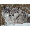Luca-s Wolves SB2291