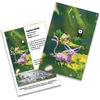 Pokémon TCG 30th Celebration Mini Tin Espeon (Day) skardinė, anglų k.