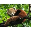 Ravensburger Dėlionė 500 vnt. - Raudonoji panda