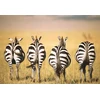 Ravensburger Dėlionė 300 vnt. - Zebrai