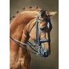 Wizardi Beldizart Šuoliai su žirgais 27 х 38 cm WD256