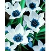 Wizardi Deimantinis paveikslas Mėlyna Eye Tulips WD034 38*48 cm