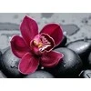 Nuotraukų rėmelis Wizardi Deimantinis paveikslas Royal Orchid WD036 38*27 cm