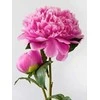 Wizardi Deimantinis paveikslas Rožinė Peony WD276 15*20 cm