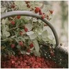 Cereria Molla 1899 Cereria Molla Raspberry &amp; Juodas Vanilla smilkalai 20 vnt