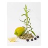 Compagnie De Provence Hand Kreminis Baltas Tea rankų kremas, 300 ml