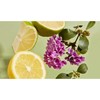 HAAN Rutulinis dezodorantas "Purifying Verbena", 40ml