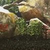 Akvariumo smėlis, juodos spalvos, 10kg, 0,2–2mm