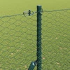 Heksagonalinė tvoros tvirtinimo sistema 50 x 1,6 m Žalia