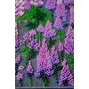 Abris Art Rinkinys siuvinėti karoliukais „Mėnesiena“ 24x37 cm AAB-952