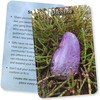 Crystal Connections Message Kortos Animal Dreaming