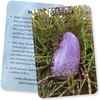 Crystal Connections Message Kortos Animal Dreaming
