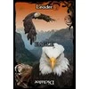 Solarus Animal Guidance And Aspects Oracle Kortos