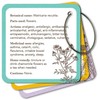Rockpool Apothecary Flashcards Kortos