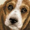 Riolis Basset Hound šuniukas 1578