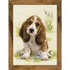 Riolis Basset Hound šuniukas 1578