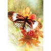 Blue Angel Mėlyna Angel Mėlyna Angel Butterfly Affirmations kortos