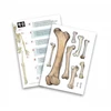 Buki France Buki Skeletas 85 cm