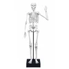 Buki France Skeletas 45 cm, Buki