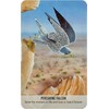 Bird Messages Kortos Cico Books
