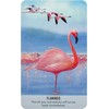 Bird Messages Kortos Cico Books