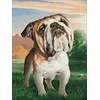 Hobilt Dreaming Dog Deimantinio Paveikslo komplektas CS2537