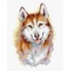 Crafting Spark Husky siuvinėjimo kryželiu rinkinys, Aida 16 ct, DMC siūlai, 17x25 cm