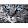 Hobilt Mėlyna-Eyed Cat 30х20 Deimantinio Paveikslo komplektas Cs2517