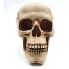 Deco Gifts 15 cm aukščio kaukolė | MC-30685
