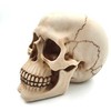 Deco Gifts 15 cm aukščio kaukolė | MC-30685