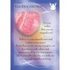 Findhorn Press Angels And Gemstone Guardians Oracle Kortos