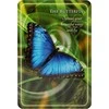 Findhorn Press Animal Whispers Empowerment Kortos