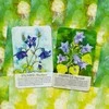 Findhorn Press Soulflower Plant Spirit Oracle Kortos