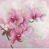 luca S Grakščiosios orchidėjos SB7009