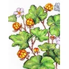 MP Studia Kryželiu siuvinėjimo rinkinys „Šiaurinė uoga“ 28x19 cm, 16 ct